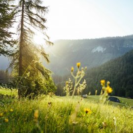Sonnenlicht, das durch die Bäume auf eine Wiese mit Wildblumen und Bergen im Hintergrund scheint.