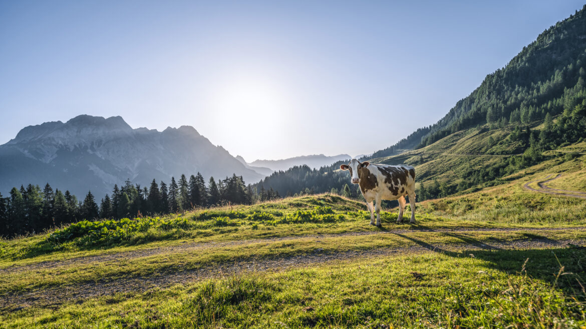 Eine Kuh steht auf einem grasbewachsenen Hügel mit Bergen, Bäumen und der Sonne im Hintergrund.