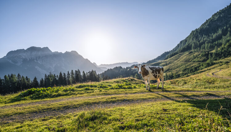 Eine Kuh steht auf einem grasbewachsenen Hügel mit Bergen, Bäumen und der Sonne im Hintergrund.