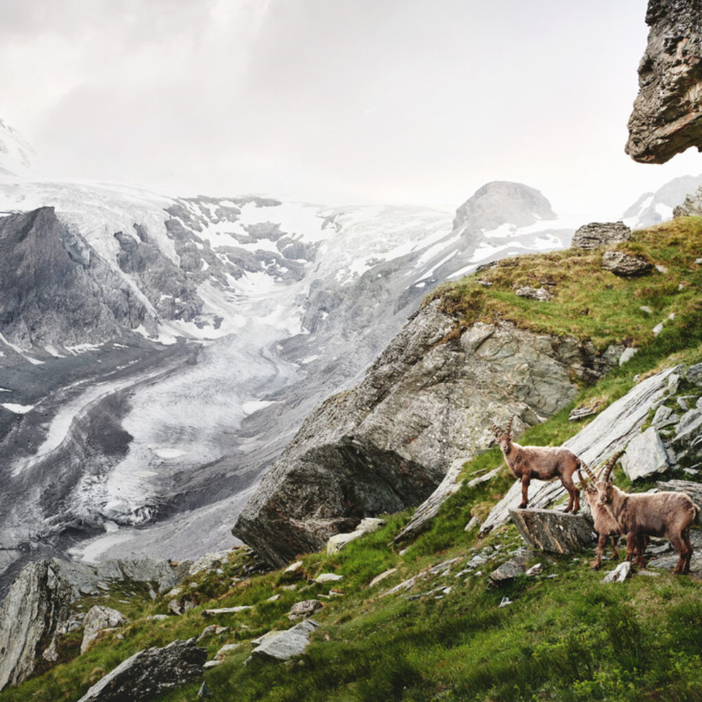 Zwei Steinböcke stehen auf einem felsigen, grasbewachsenen Hang, im Hintergrund sind schneebedeckte Berge und ein Gletscher zu sehen.