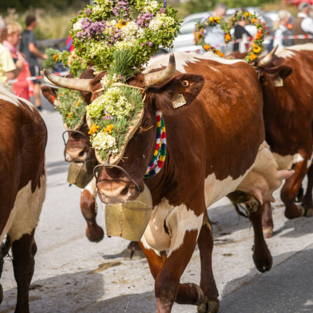 Braune Kühe mit Blumenkränzen und Glöckchen, die während eines Festes eine Straße entlanglaufen; im Hintergrund sind Menschen zu sehen.