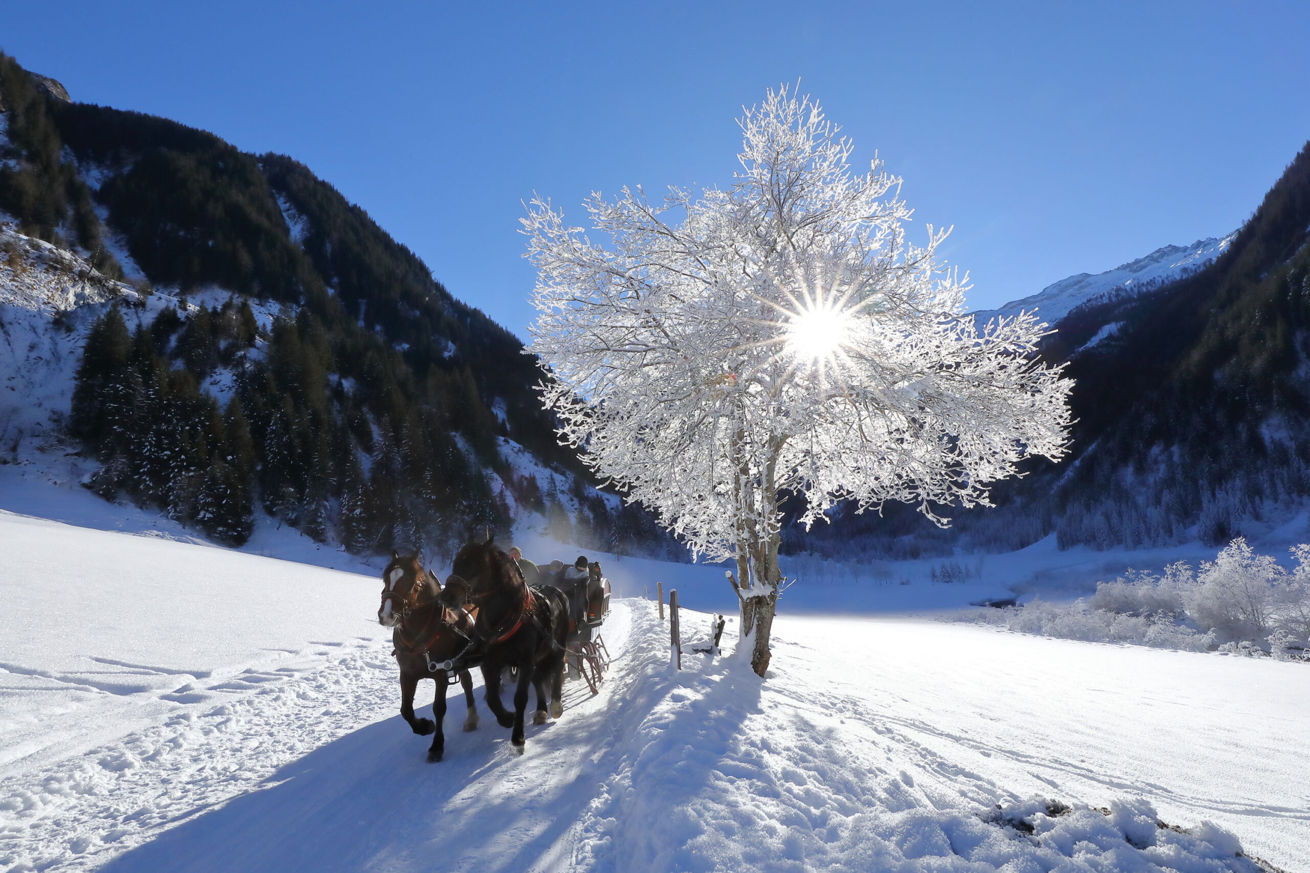 Ein Pferdeschlitten fährt auf einem verschneiten Weg an einem mit Raureif bedeckten Baum vorbei, durch dessen Äste die Sonne scheint.